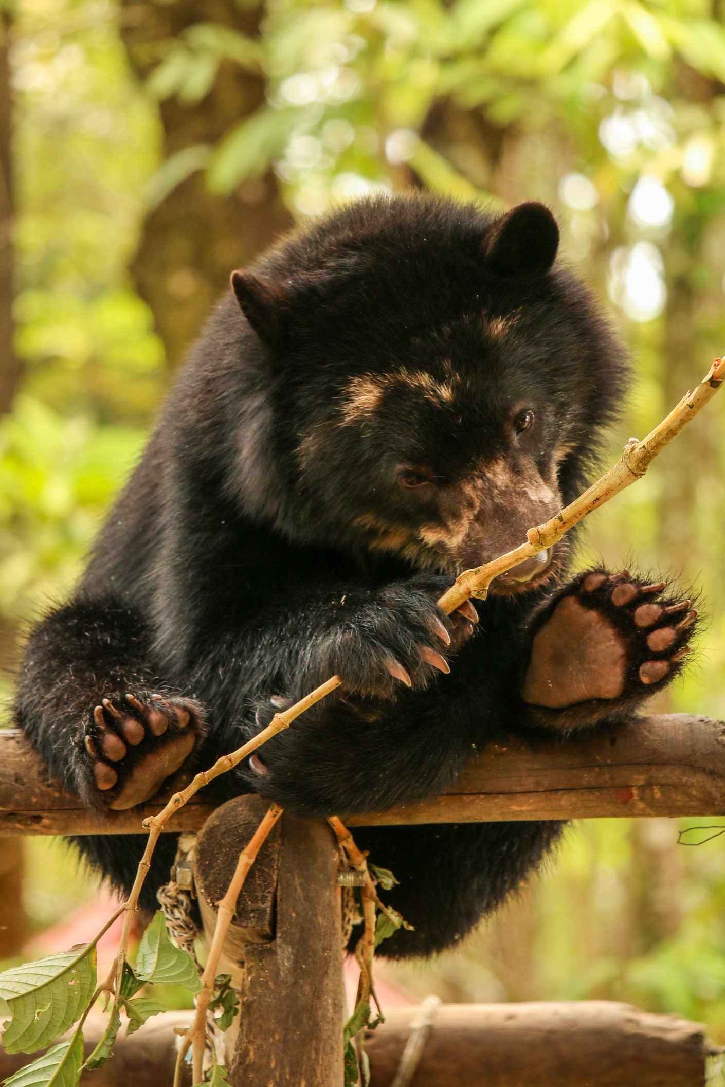 Bioparque los Ocarros (2018)