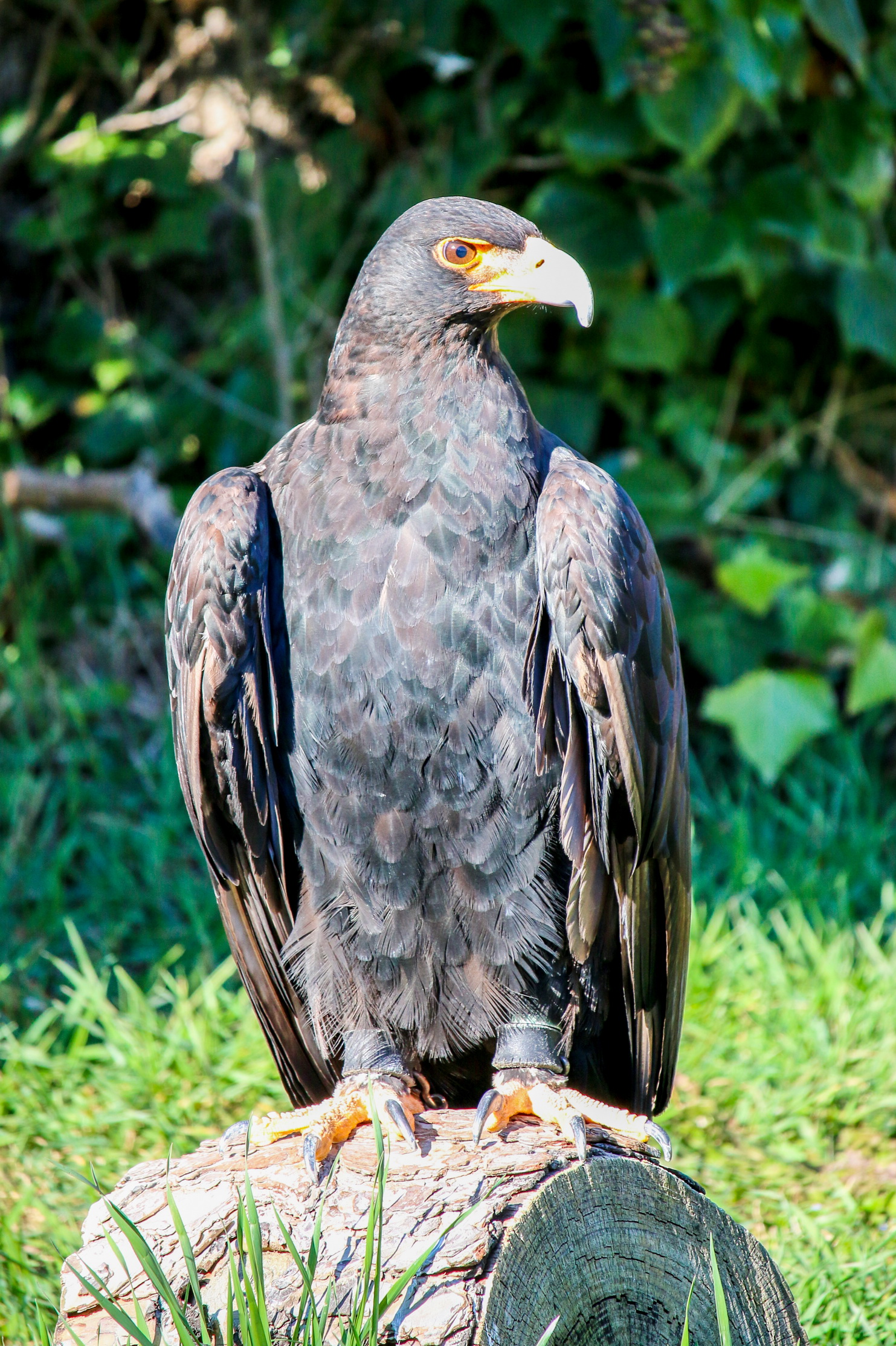 Zoo de Madrid (2017)