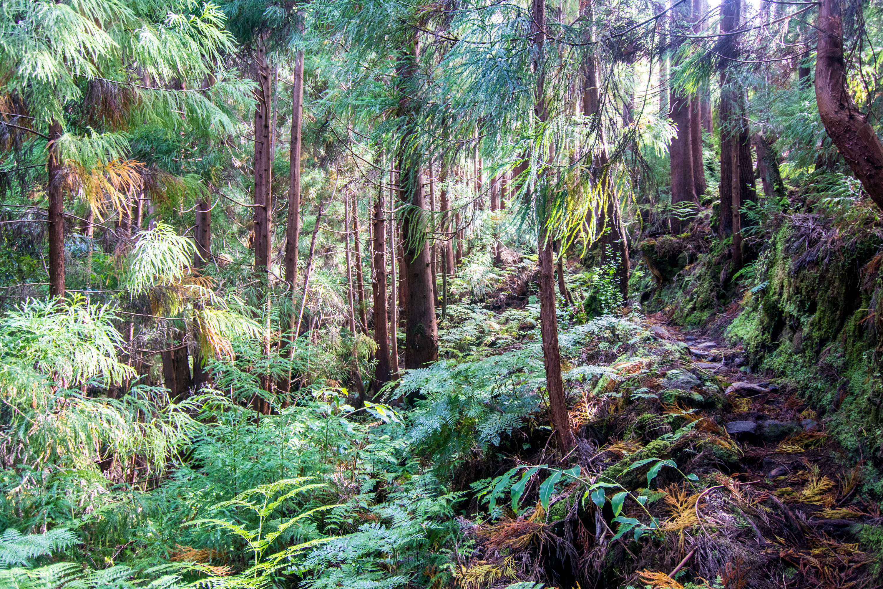 Isla Terceira (2018)