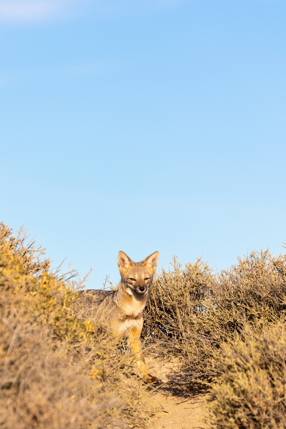 Puerto Madryn – Argentina (2024)